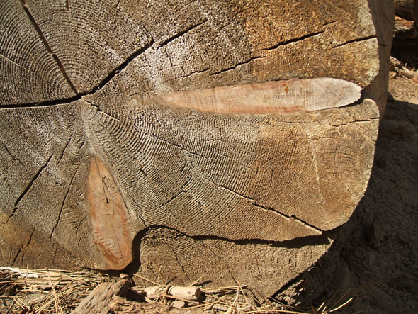 http://plywoodtree.grographics.com/images/yosemite43.jpg